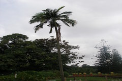 Rhopaloblaste augusta